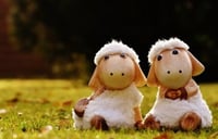 sheep-1906505_960_720