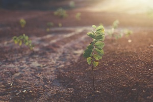 Soil